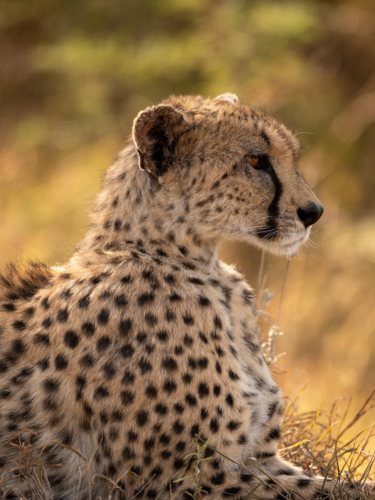 On the road with cheetah-tracking dogs in Kenya