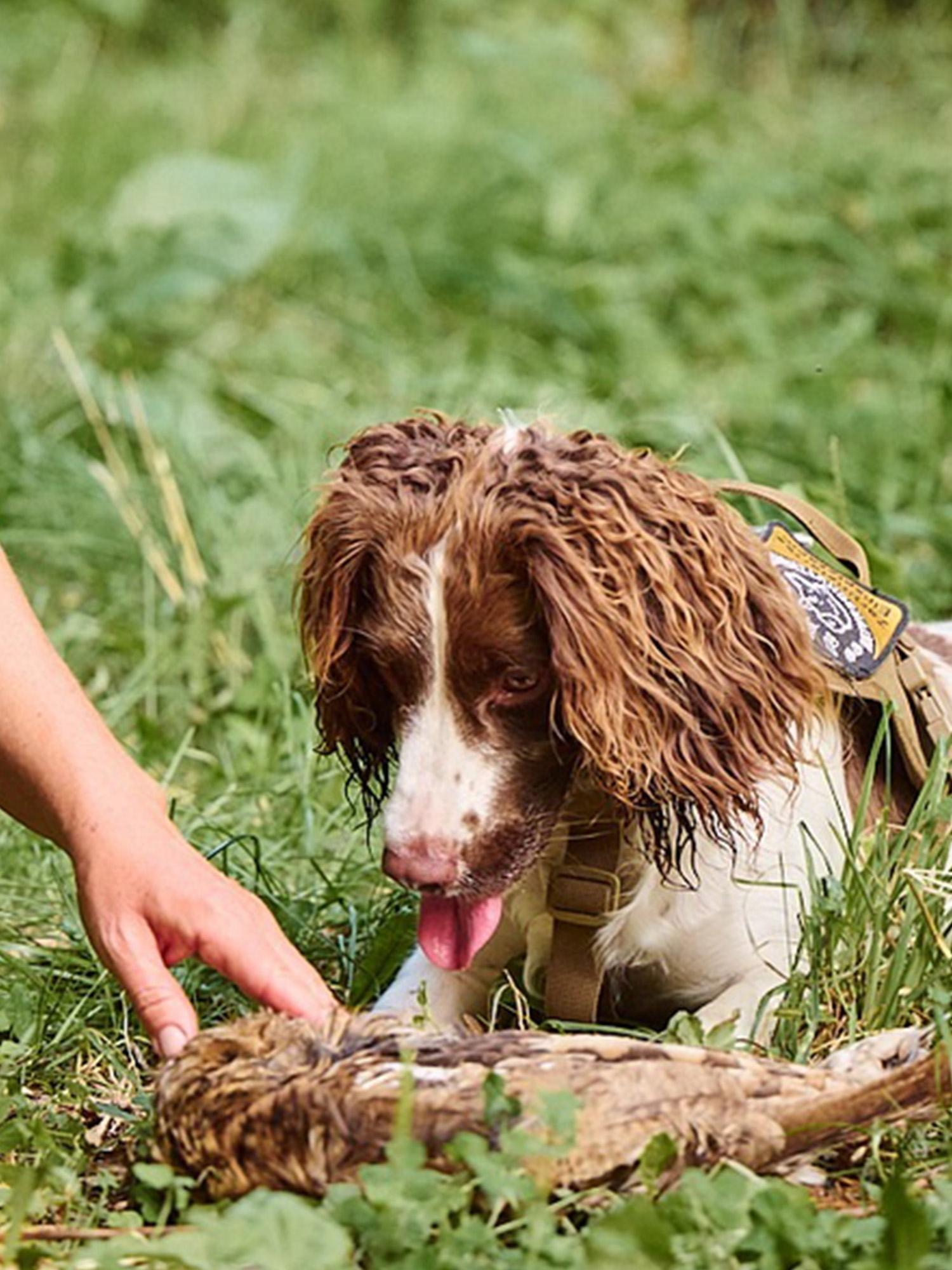 Conservation working dogs