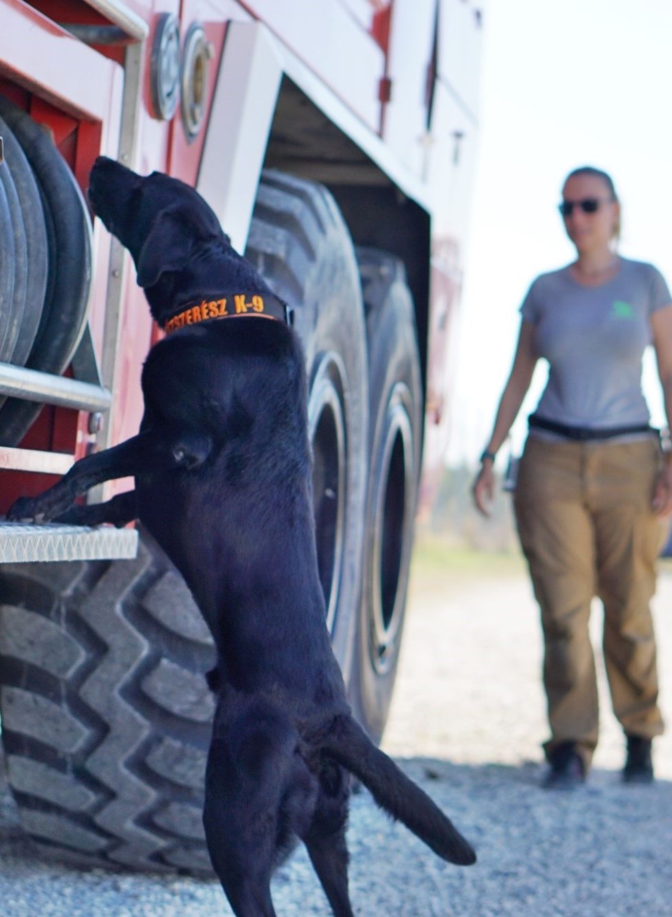 On the trail of danger – explosive detection dogs