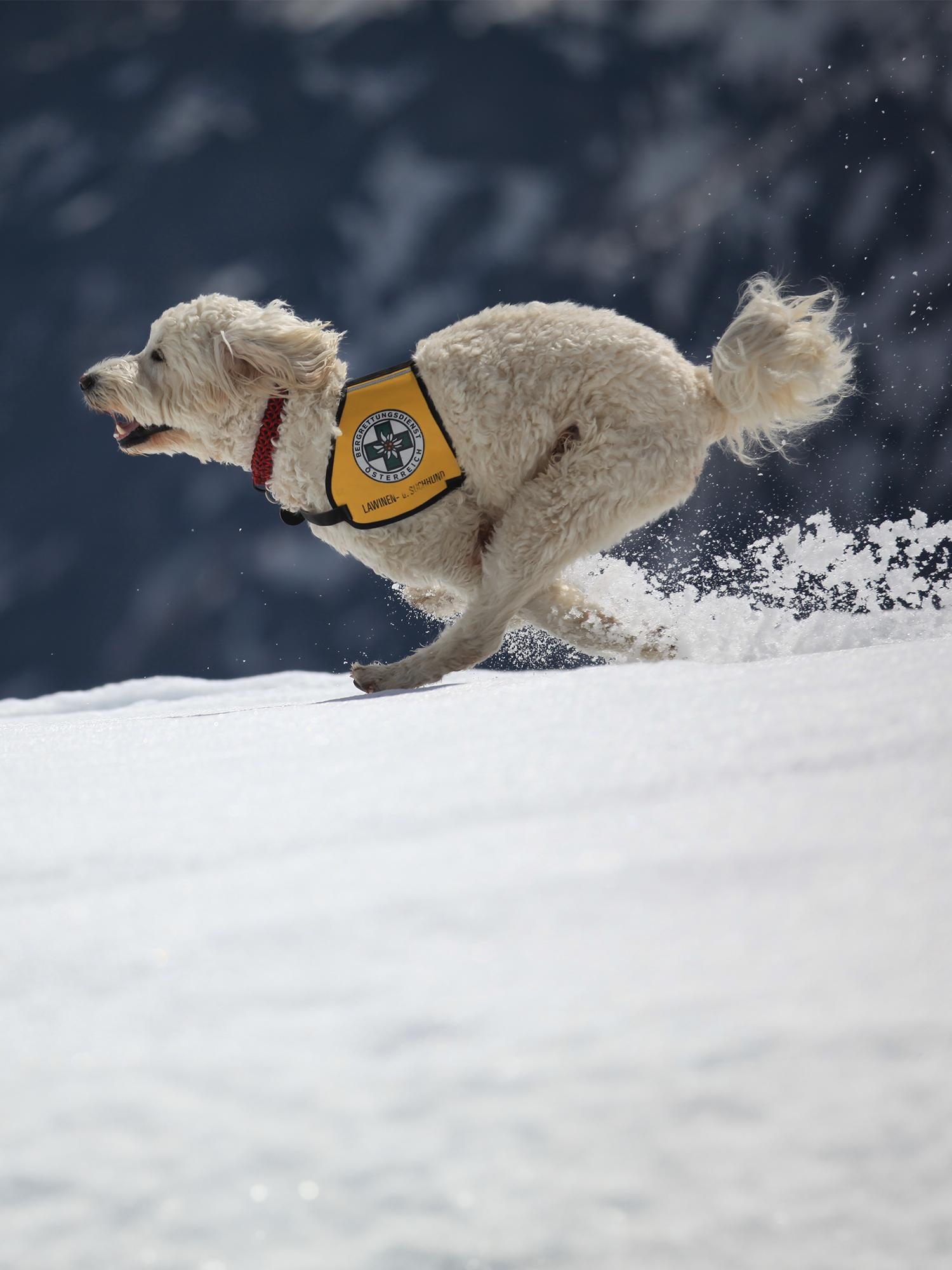 Merlin – a mountain rescue dog in action