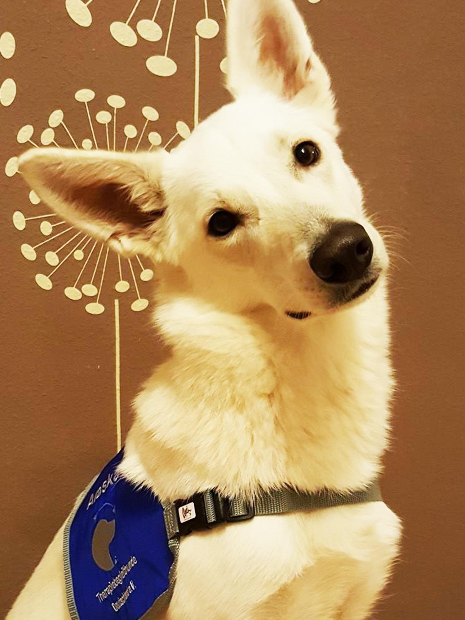 Heroes on four paws – search and rescue dogs